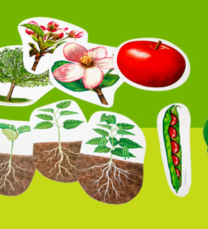 Cycle de la vie des plantes